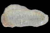 Pecopteris Fern Fossil (Pos/Neg) - Mazon Creek #89932-2